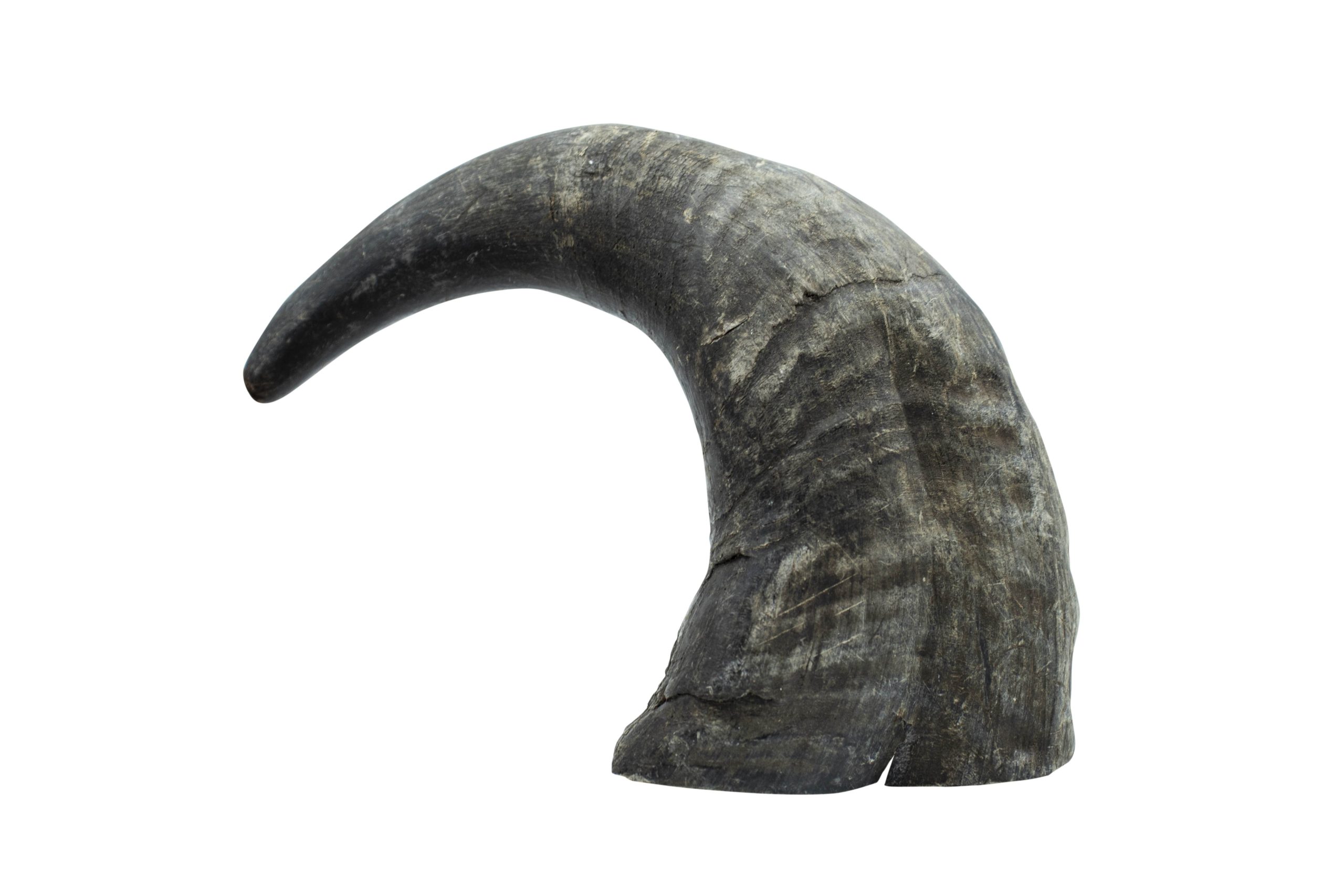 Cuerno de búfalo L 350g 6