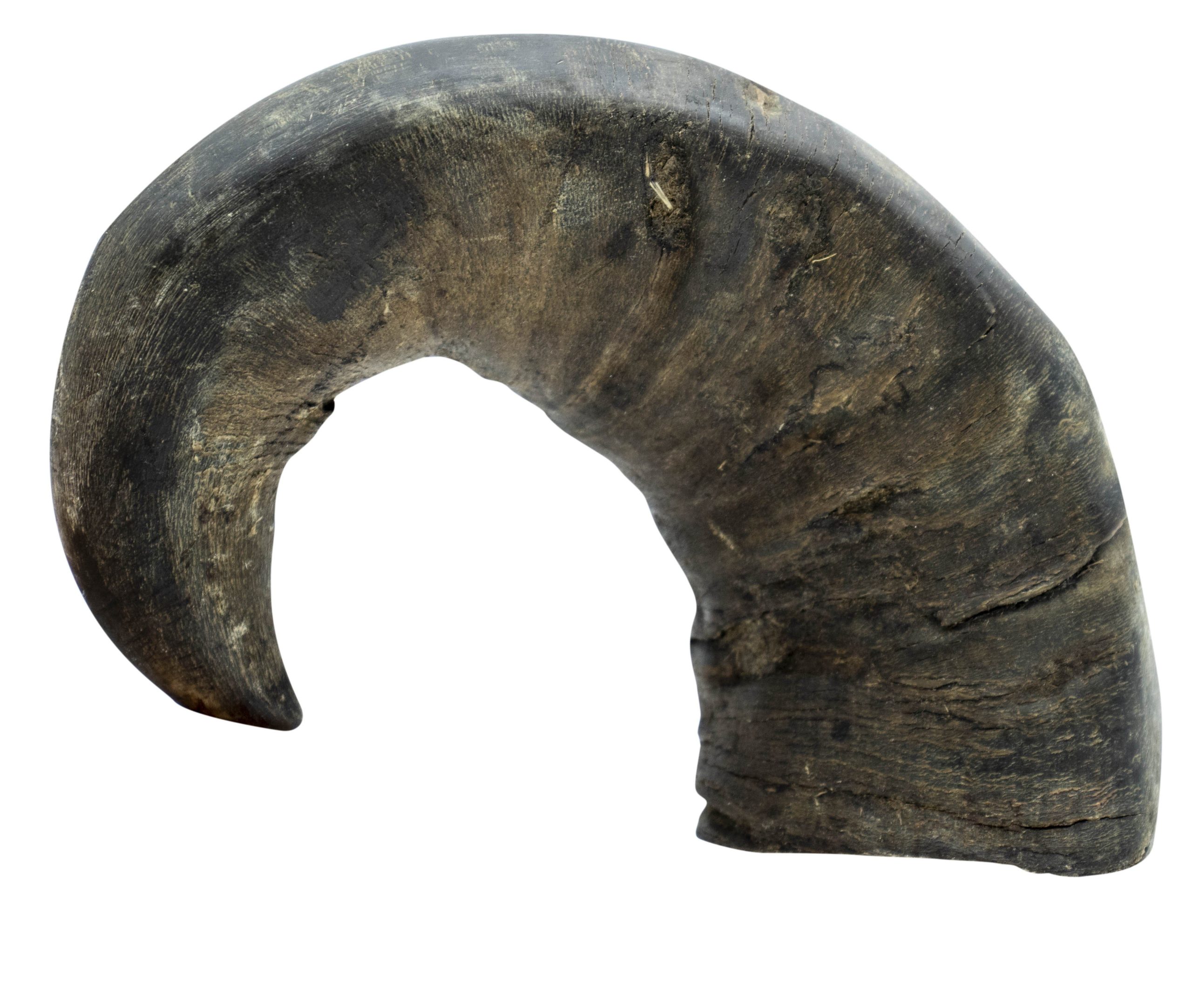 Cuerno de búfalo M 230g 8