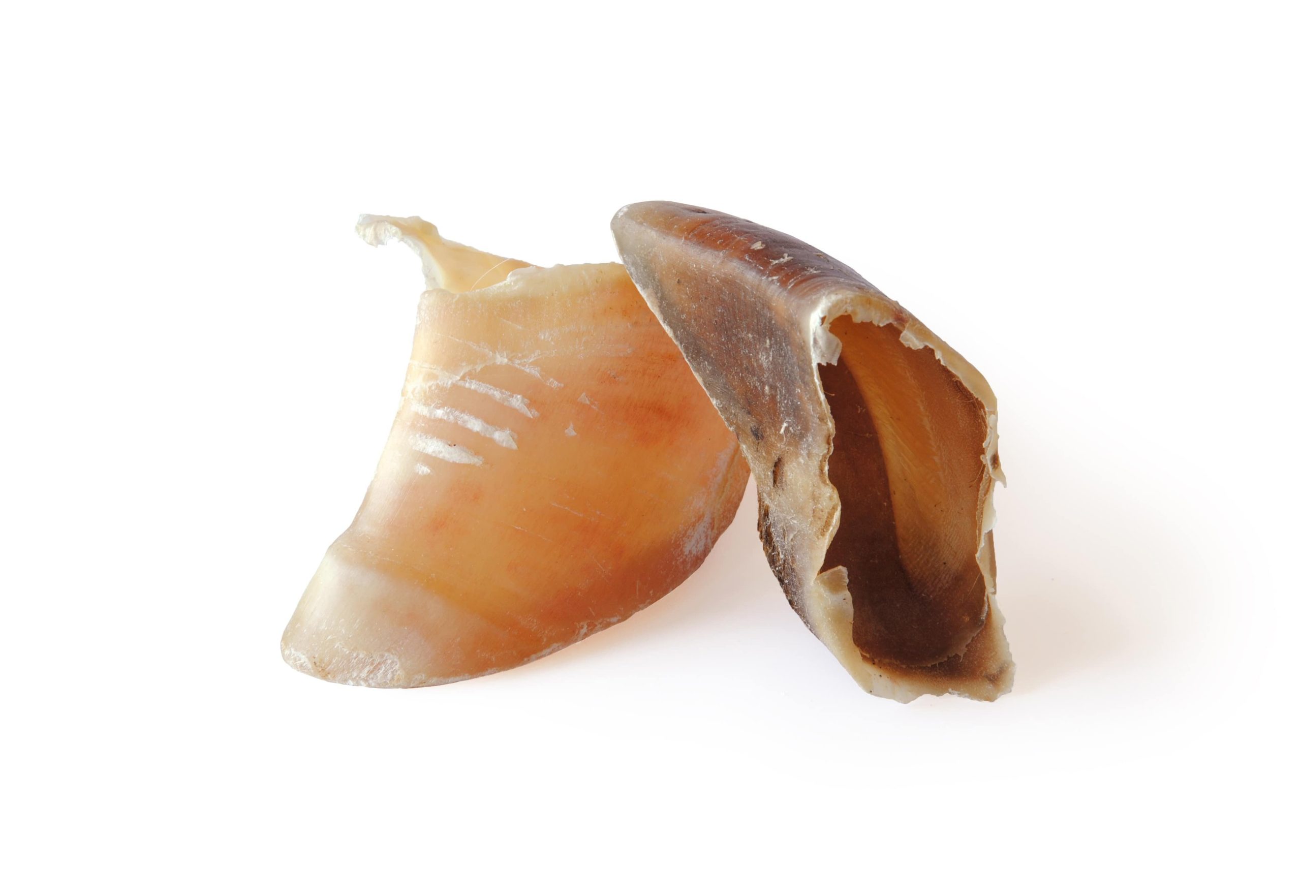 UNIT Pezuña de vaca (bolsa 100 u) 100